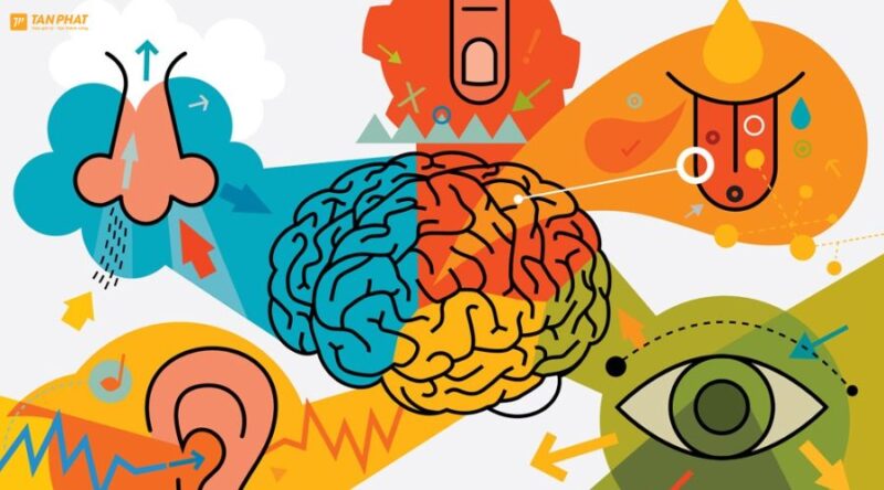 6-giac-quan-cua-con-nguoi-la-gi