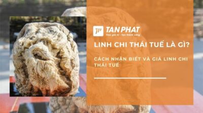 linh-chi-thai-tue-la-gi-1 (2)