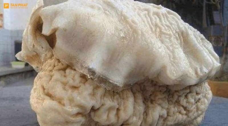 linh-chi-thai-tue-la-gi-1 (3)