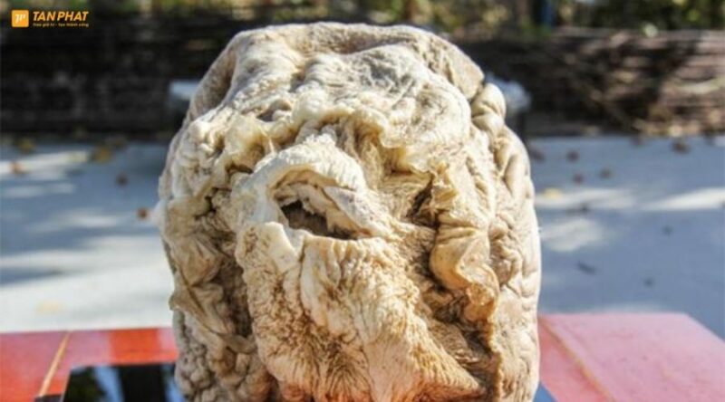 linh-chi-thai-tue-la-gi-1