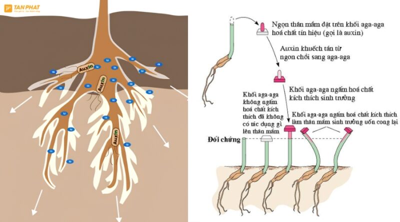 auxin-la-gi (4)