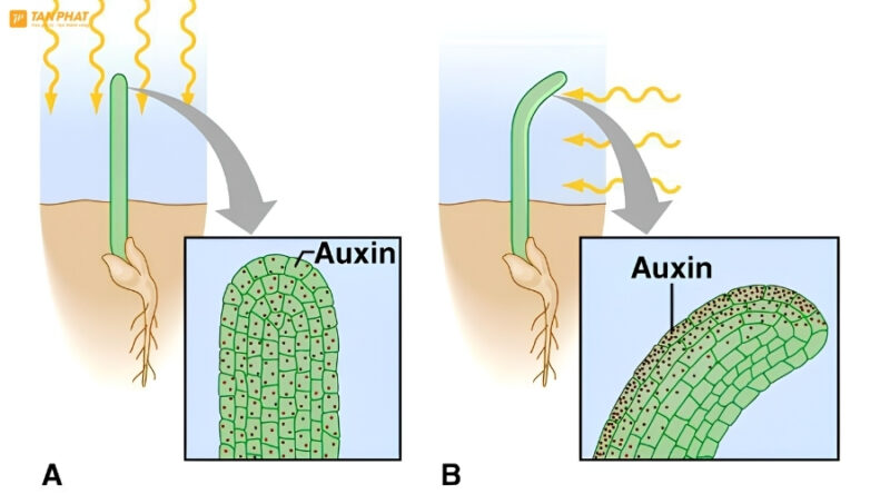auxin-la-gi (5)