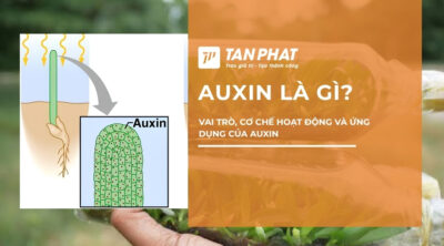 auxin-la-gi (6)