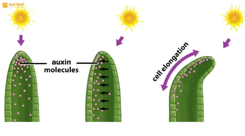 auxin-la-gi